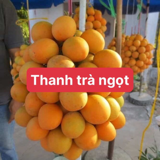 Cây thanh trà ngọt