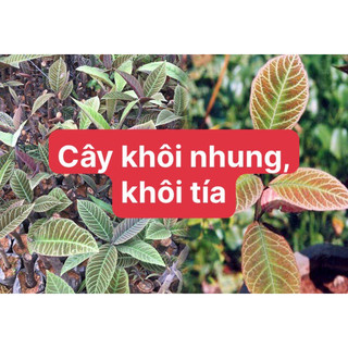 Khôi nhung, khôi tía hỗ trợ chữa bệnh dạ dày