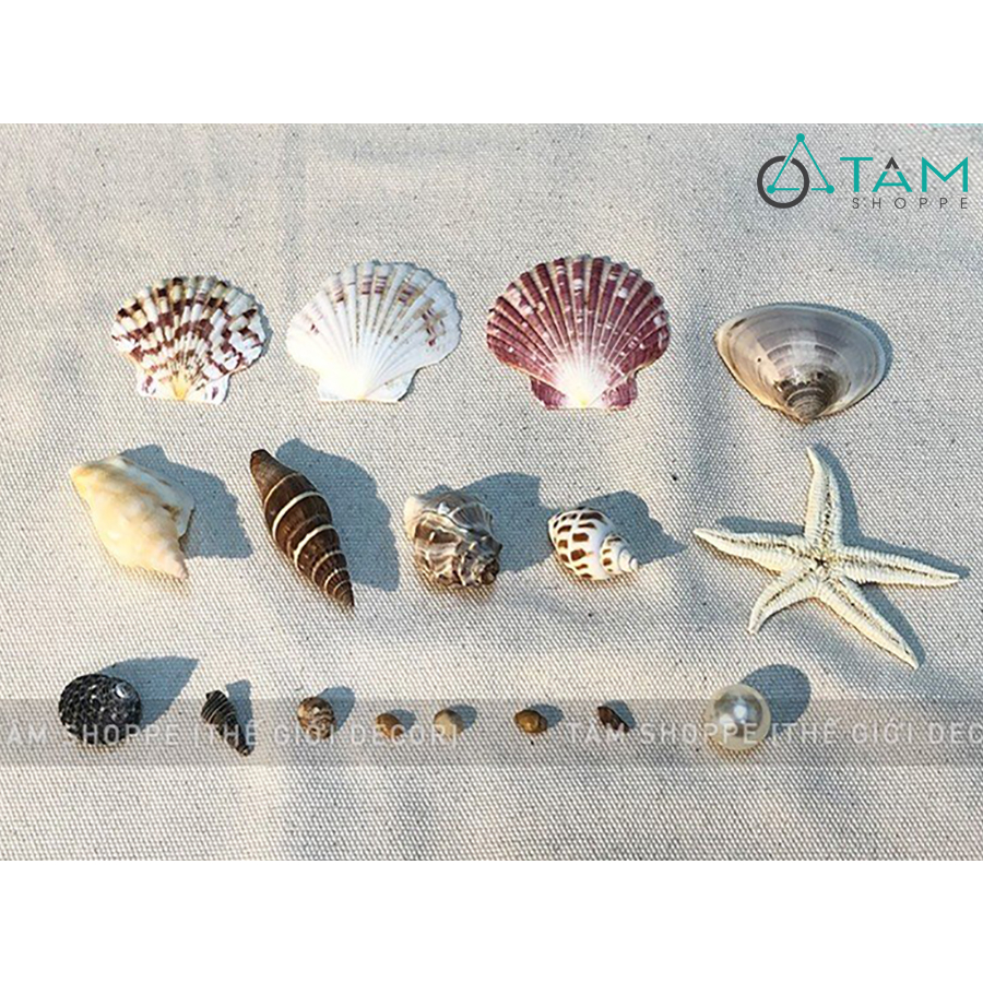 Set vỏ sò ốc sao biển ngọc trai làm handmade 17 cái VOSOOC-SET-01