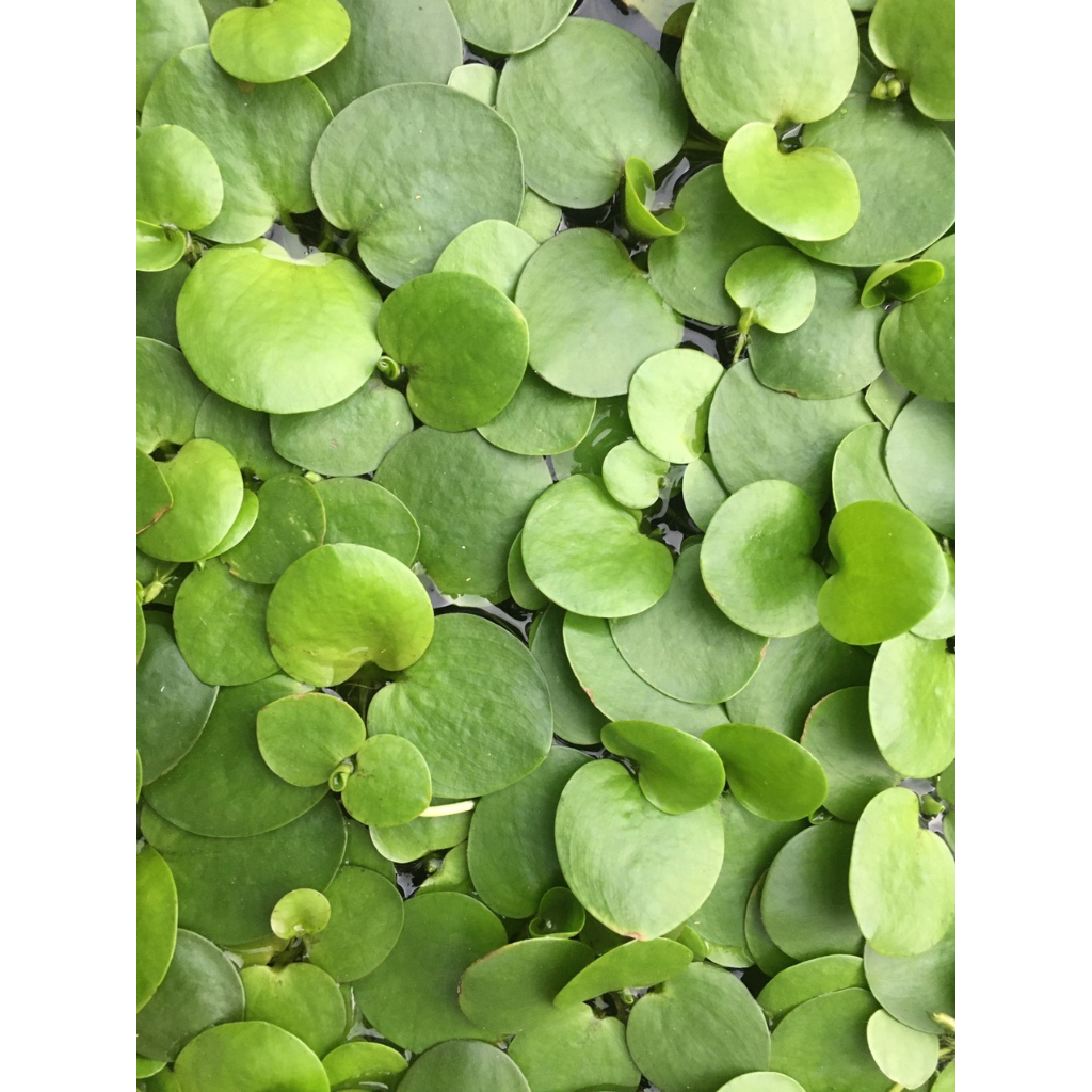 Bèo nhật thủy sinh