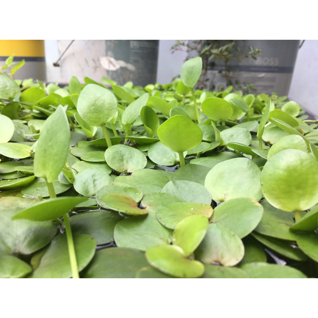 Bèo nhật thủy sinh