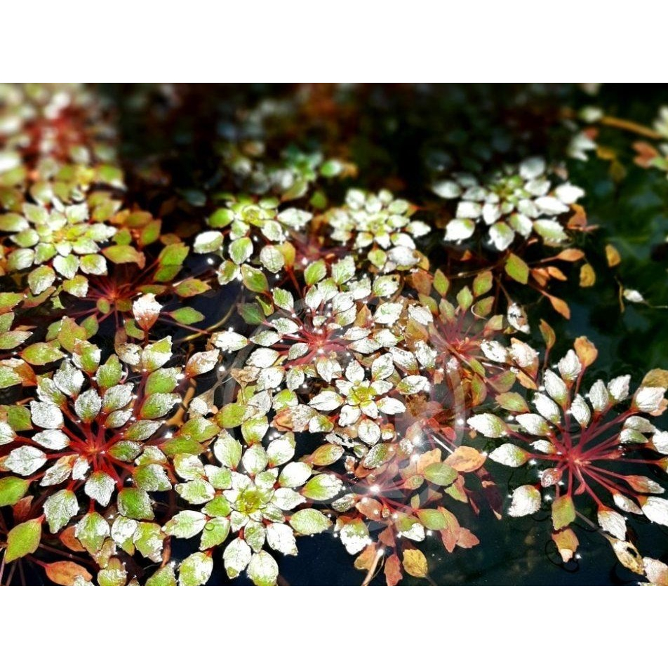 Cây thủy sinh Ấu Thái