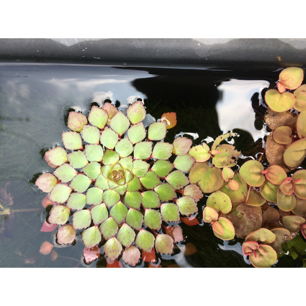 Cây thủy sinh Ấu Thái