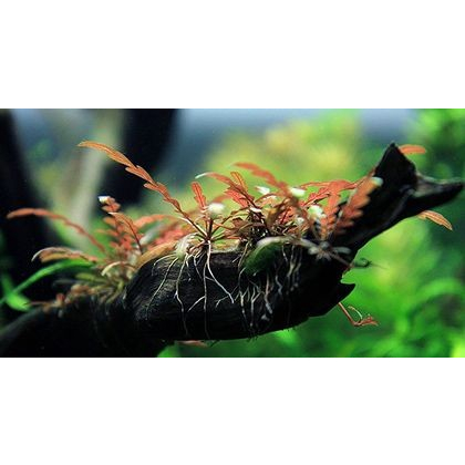 Cây thủy sinh Liễu Đỏ Răng Cưa