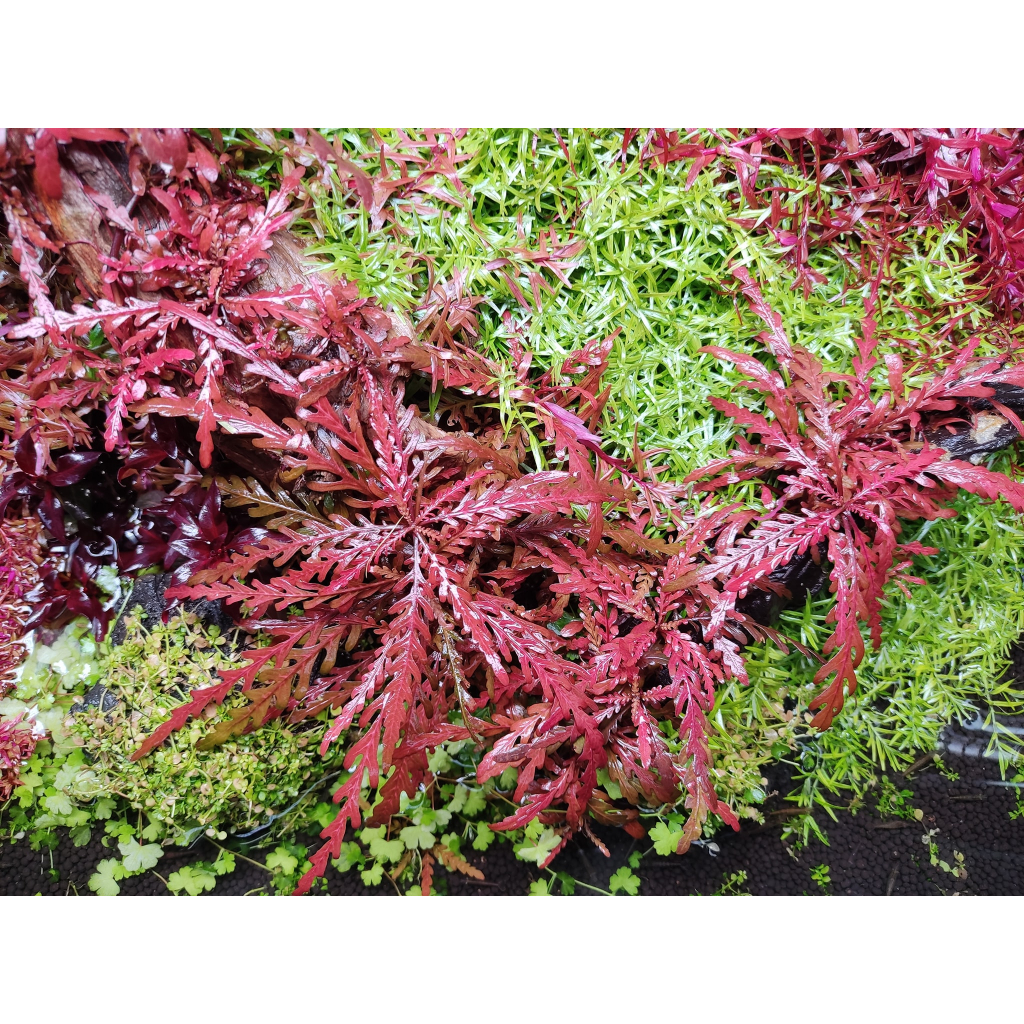 Cây thủy sinh Liễu Đỏ Răng Cưa