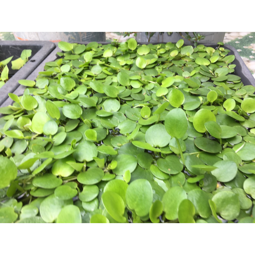 Bèo nhật thủy sinh