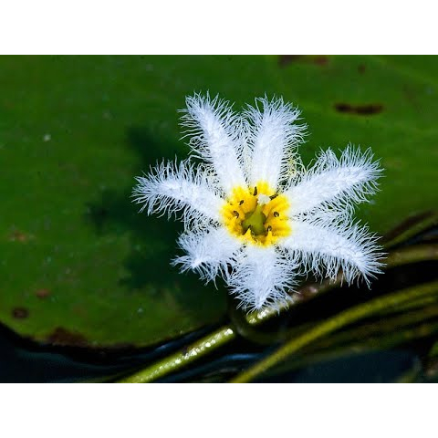 Cây Thủy Nữ thủy sinh