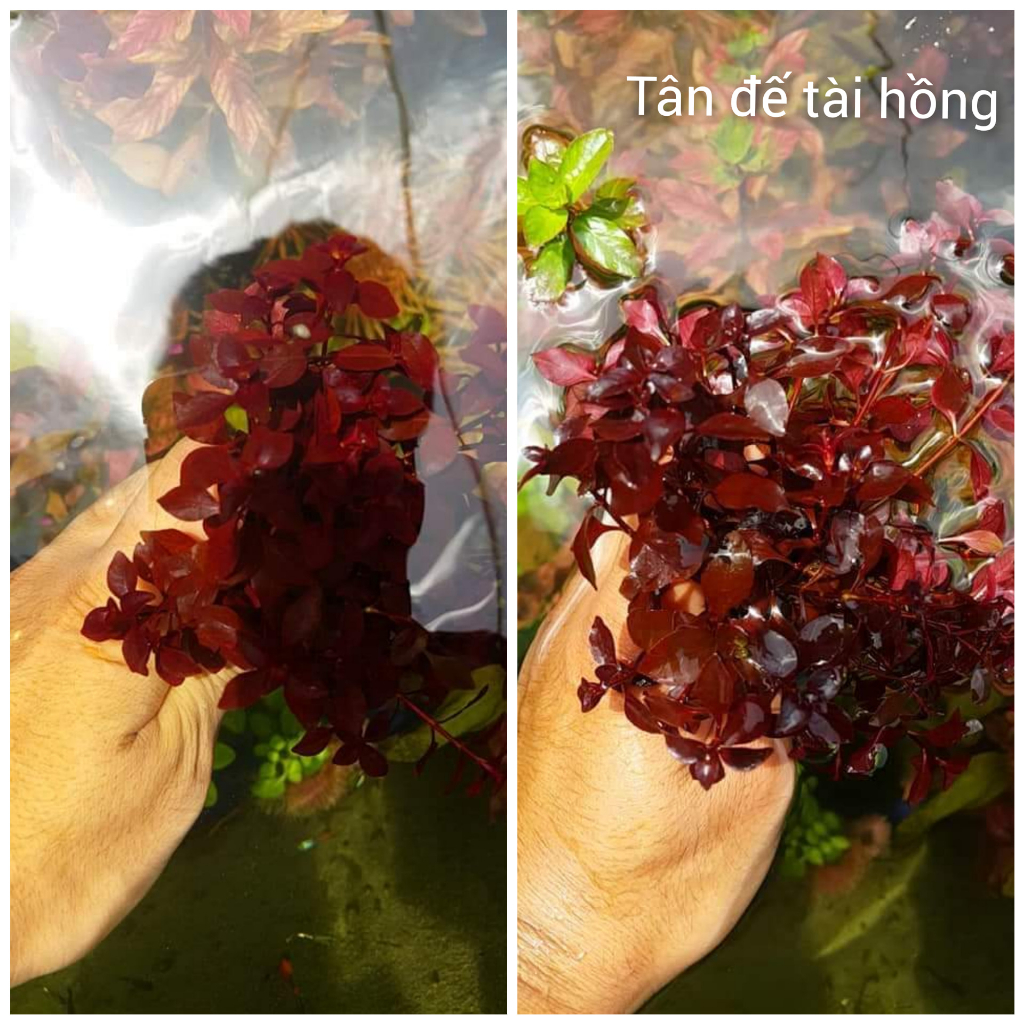 Cây thủy sinh Tân Đế Tài Diệp Tài Hồng- 15 cây