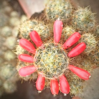 Xương rồng Nhện Vàng