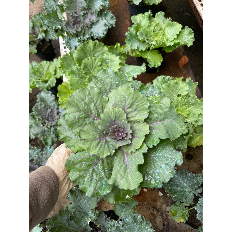 Kale hoa hồng, bắp cải hoa hồng, hoa hồng sa mạc