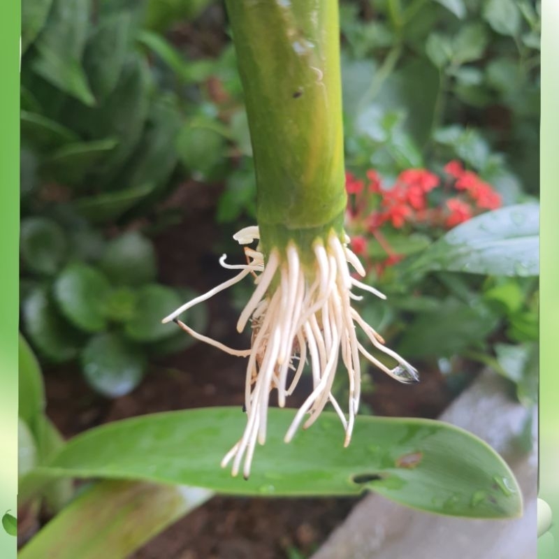 [GIÁ RẺ QUÁ]Siêu dung dịch kích rễ phục hồi cây HB101