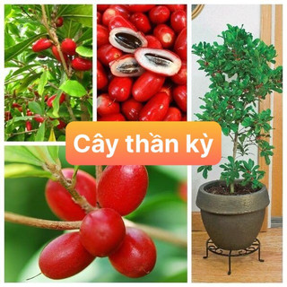 Cây thần kỳ f1 tặng kèm 1 gói kích rễ khi mua từ 2 cây