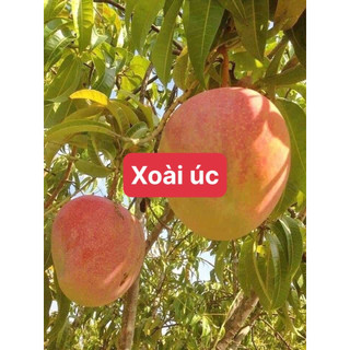 Cây xoài úc
