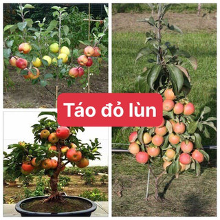 Cây táo đỏ lùn f1