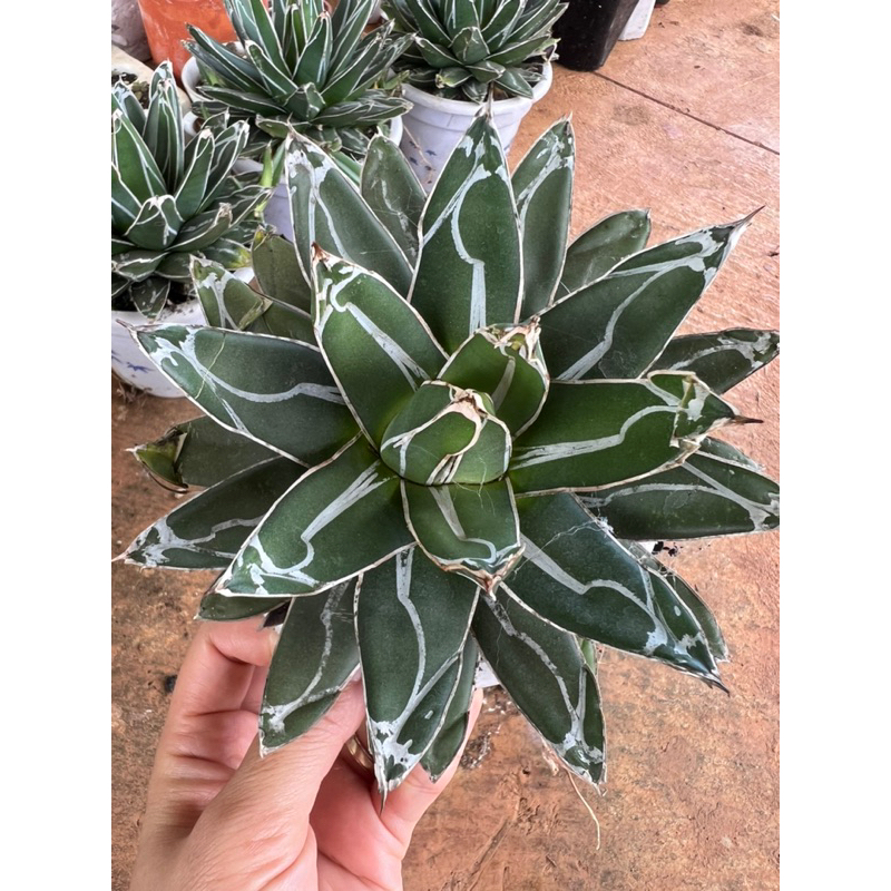Sen đá Dứa/ Agave Queen Victoria 15cm