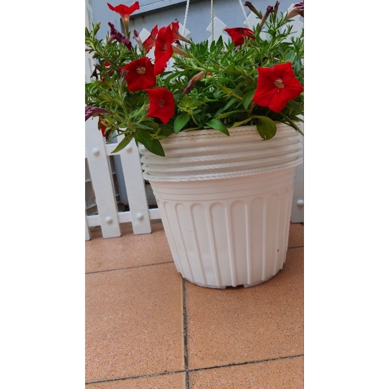 combo 10 cái chậu nhựa mỏng vành cứng cỡ lớn đường kính 28cm