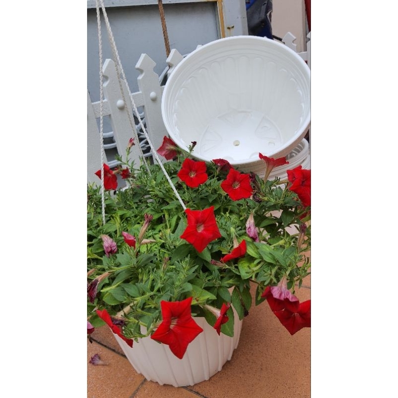 combo 10 cái chậu nhựa mỏng vành cứng cỡ lớn đường kính 28cm