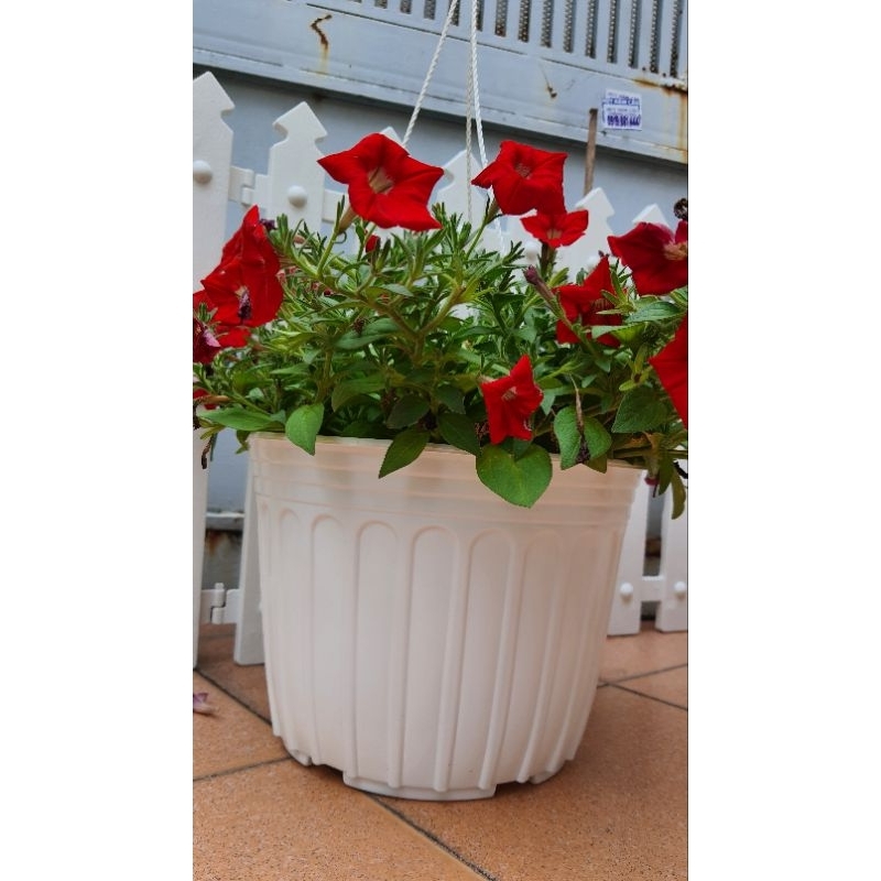 combo 10 cái chậu nhựa mỏng vành cứng cỡ lớn đường kính 28cm