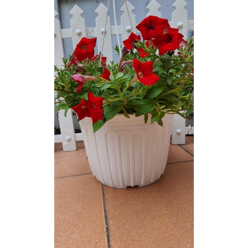 combo 10 cái chậu nhựa mỏng vành cứng cỡ lớn đường kính 28cm