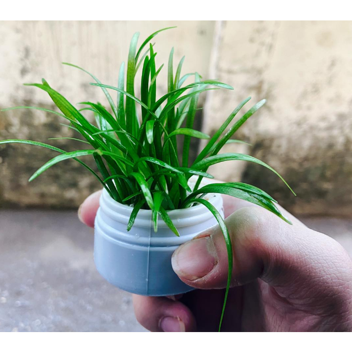 Cây thủy sinh Cỏ Thìa