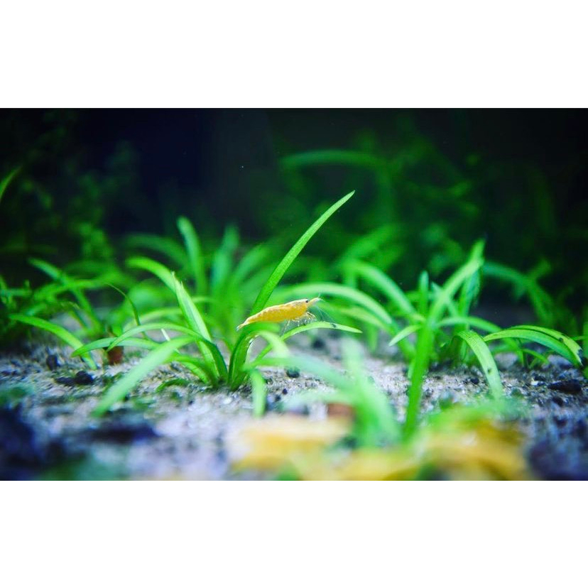 Cây thủy sinh Cỏ Thìa