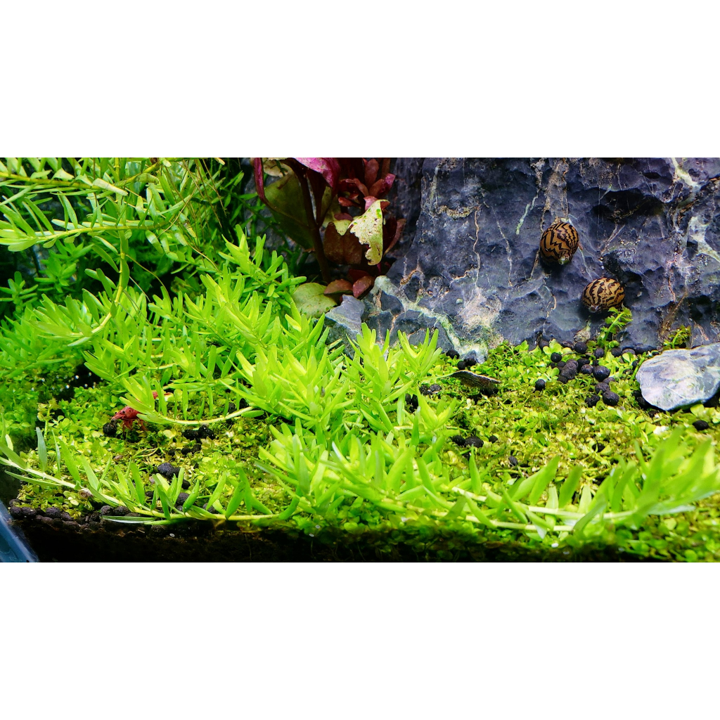 Cây thủy sinh Vảy Ốc Xanh- 10 cây