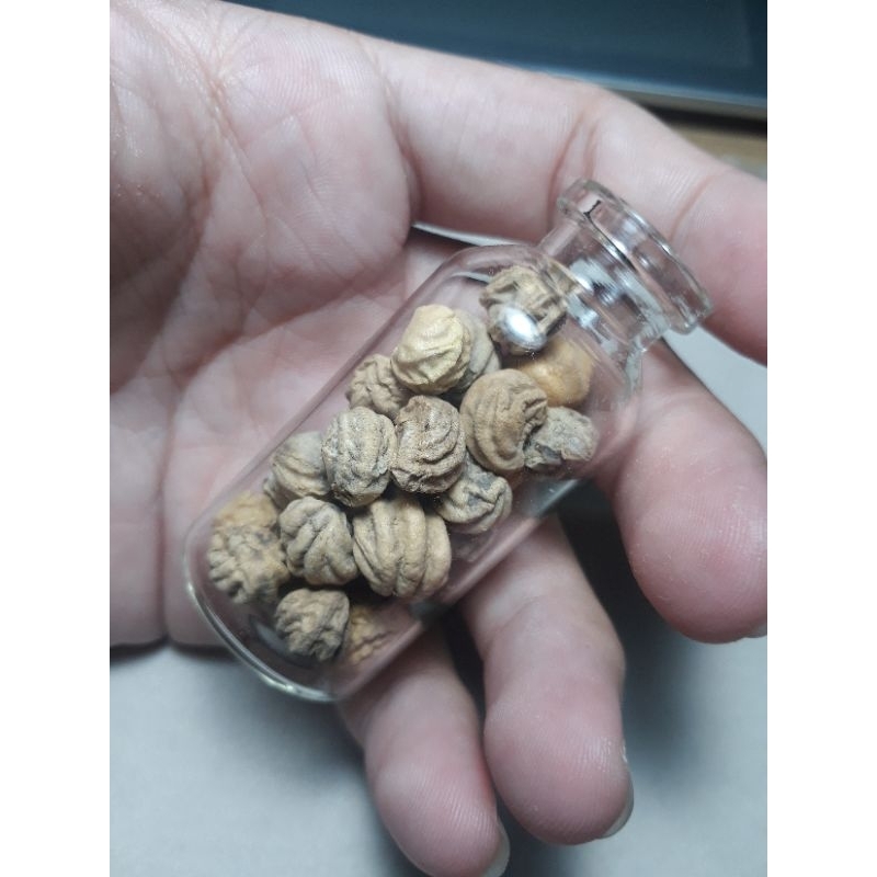 Hạt giống hoa sen cạn