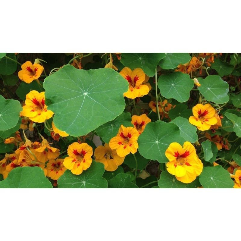 Hạt giống hoa sen cạn