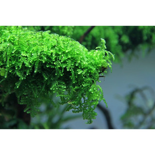RÊU WEEPING SING VĨ SIÊU DÀY - TRANG TRÍ HỒ THỦY SINH /BÁN CẠN DÙNG DÁN ĐÁ, LŨA, BONSAI SIÊU ĐẸP