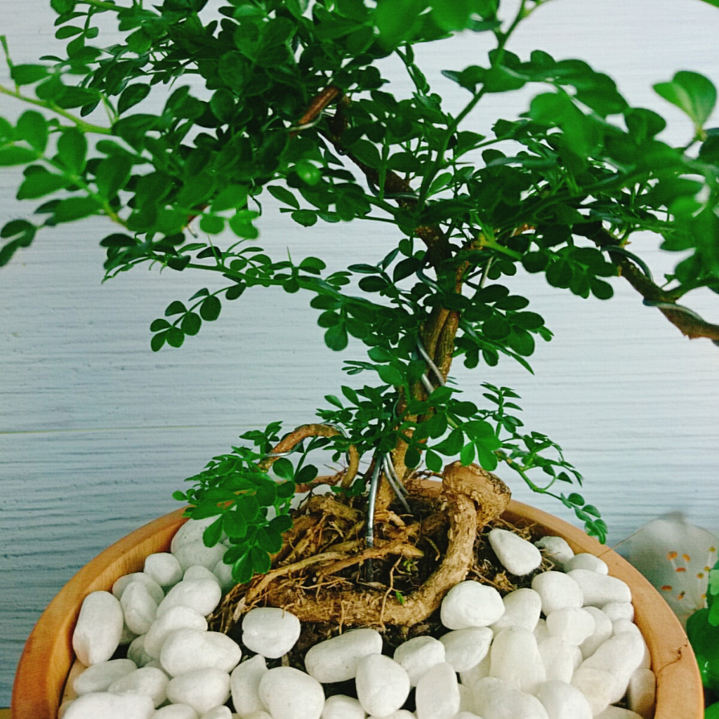 Cây Cần Thăng Cây cảnh Bonsai mini