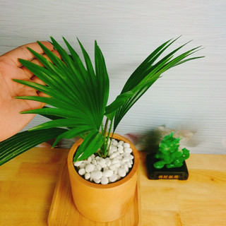 CÂY CỌ NHẬT - Cây Cảnh Mini