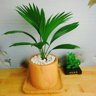 CÂY CỌ NHẬT - Cây Cảnh Mini