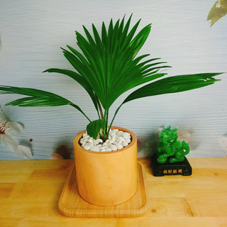 CÂY CỌ NHẬT - Cây Cảnh Mini
