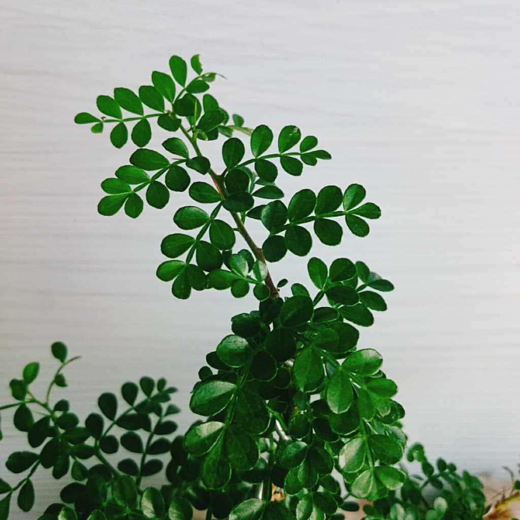 Cây Cần Thăng Cây cảnh Bonsai mini