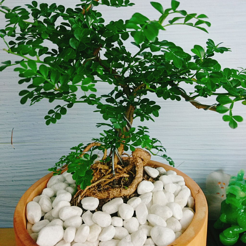Cây Cần Thăng Cây cảnh Bonsai mini