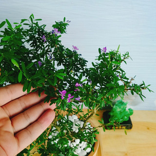 Cây Linh Sam - Cây cảnh sân vườn