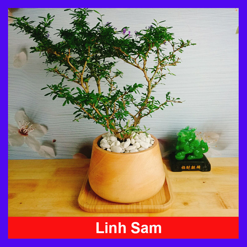 Cây Linh Sam - Cây Cảnh Sân Vườn + Tặng Phân Bón...