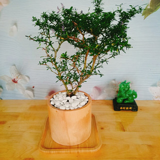 Cây Linh Sam - Cây cảnh sân vườn