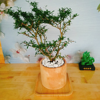 Cây Linh Sam - Cây cảnh sân vườn