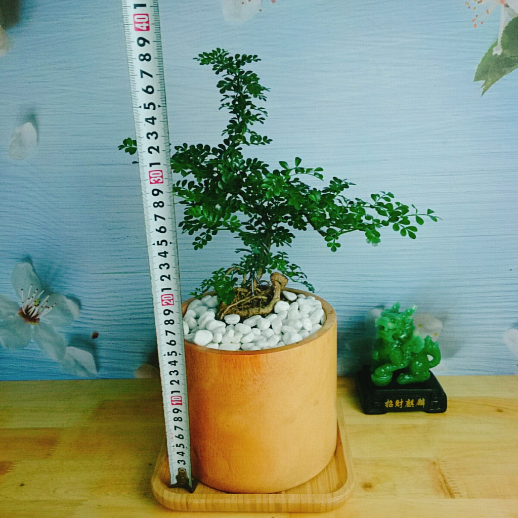 Cây Cần Thăng Cây cảnh Bonsai mini