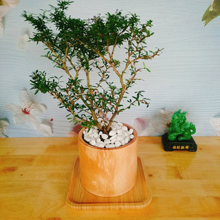 Cây Linh Sam - Cây cảnh sân vườn