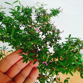 Cây Linh Sam - Cây cảnh sân vườn