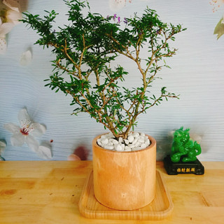 Cây Linh Sam - Cây cảnh sân vườn
