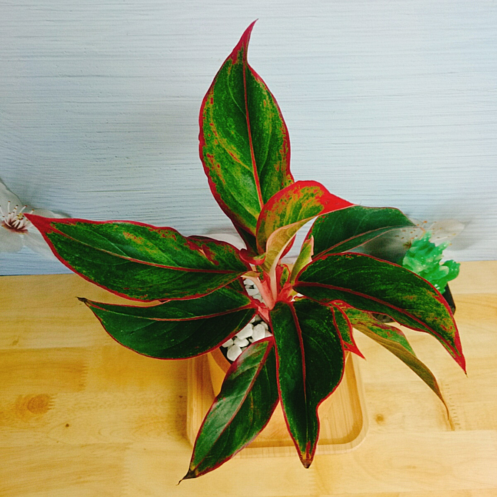 CÂY PHÚ QUÝ Cây phong thủy Cây lọc không khí Cây trang trí nhà cửa văn phòng