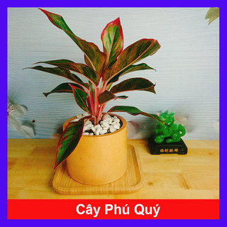 CÂY PHÚ QUÝ Cây phong thủy Cây lọc không khí Cây trang trí nhà cửa văn phòng