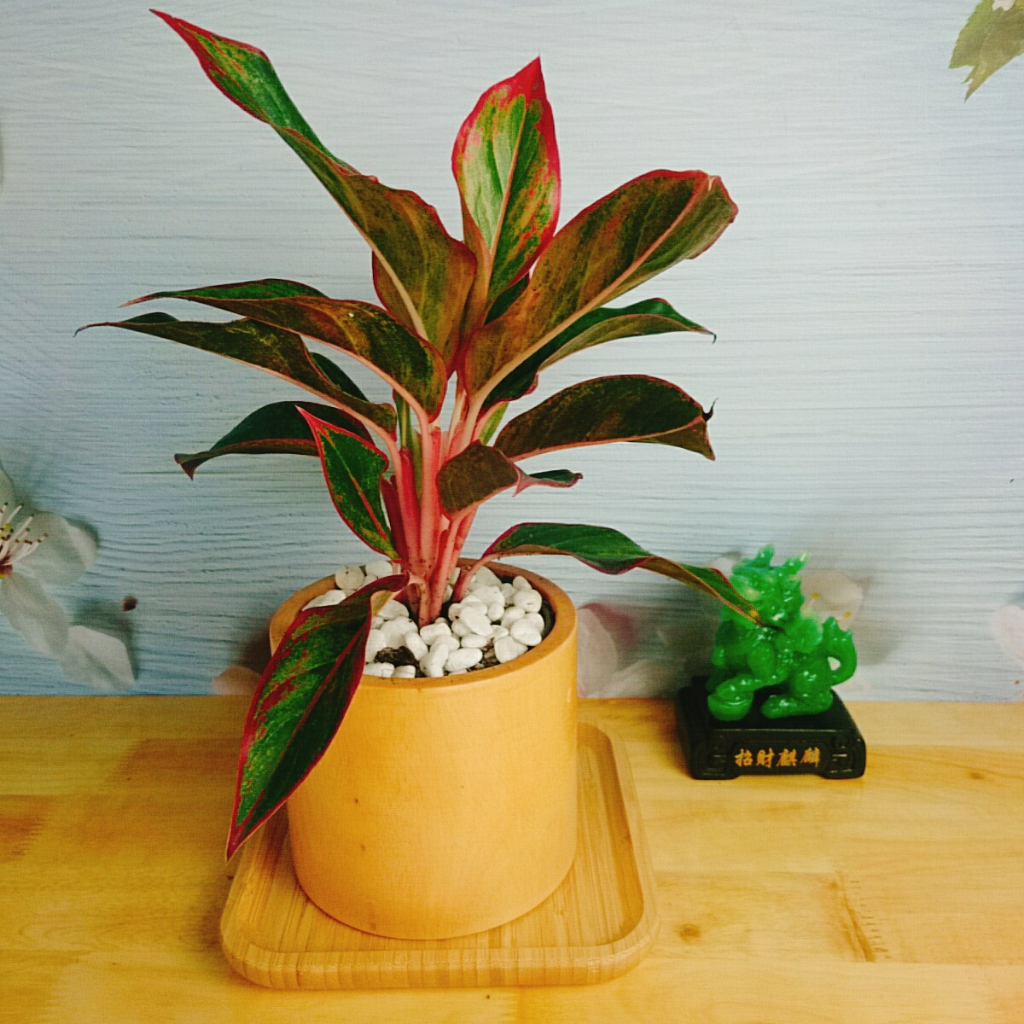 CÂY PHÚ QUÝ Cây phong thủy Cây lọc không khí Cây trang trí nhà cửa văn phòng