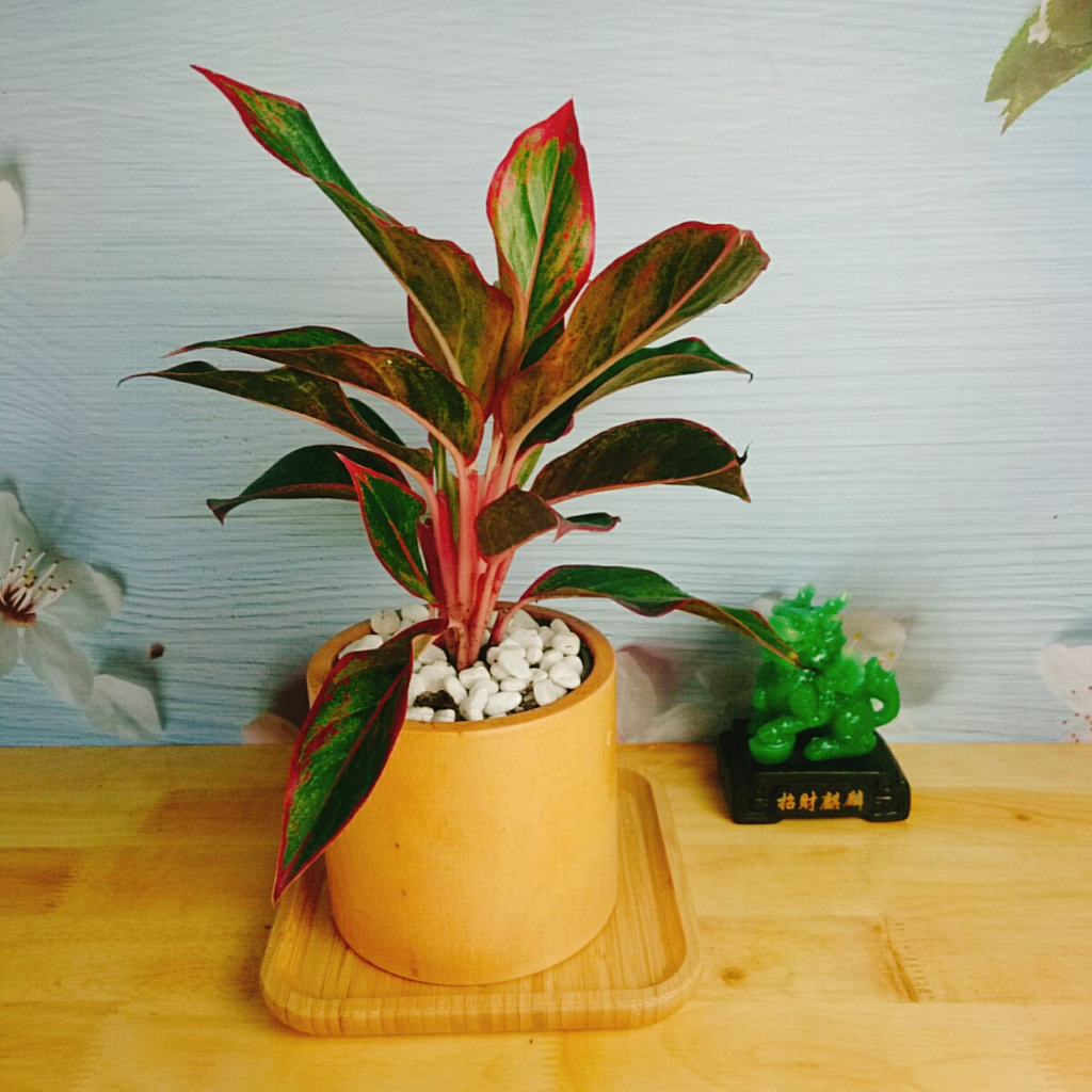 CÂY PHÚ QUÝ Cây phong thủy Cây lọc không khí Cây trang trí nhà cửa văn phòng