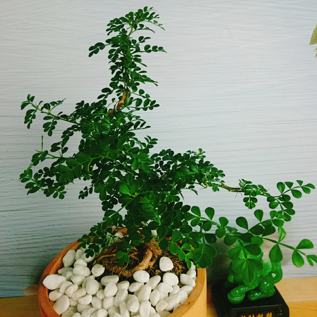 Cây Cần Thăng Cây cảnh Bonsai mini