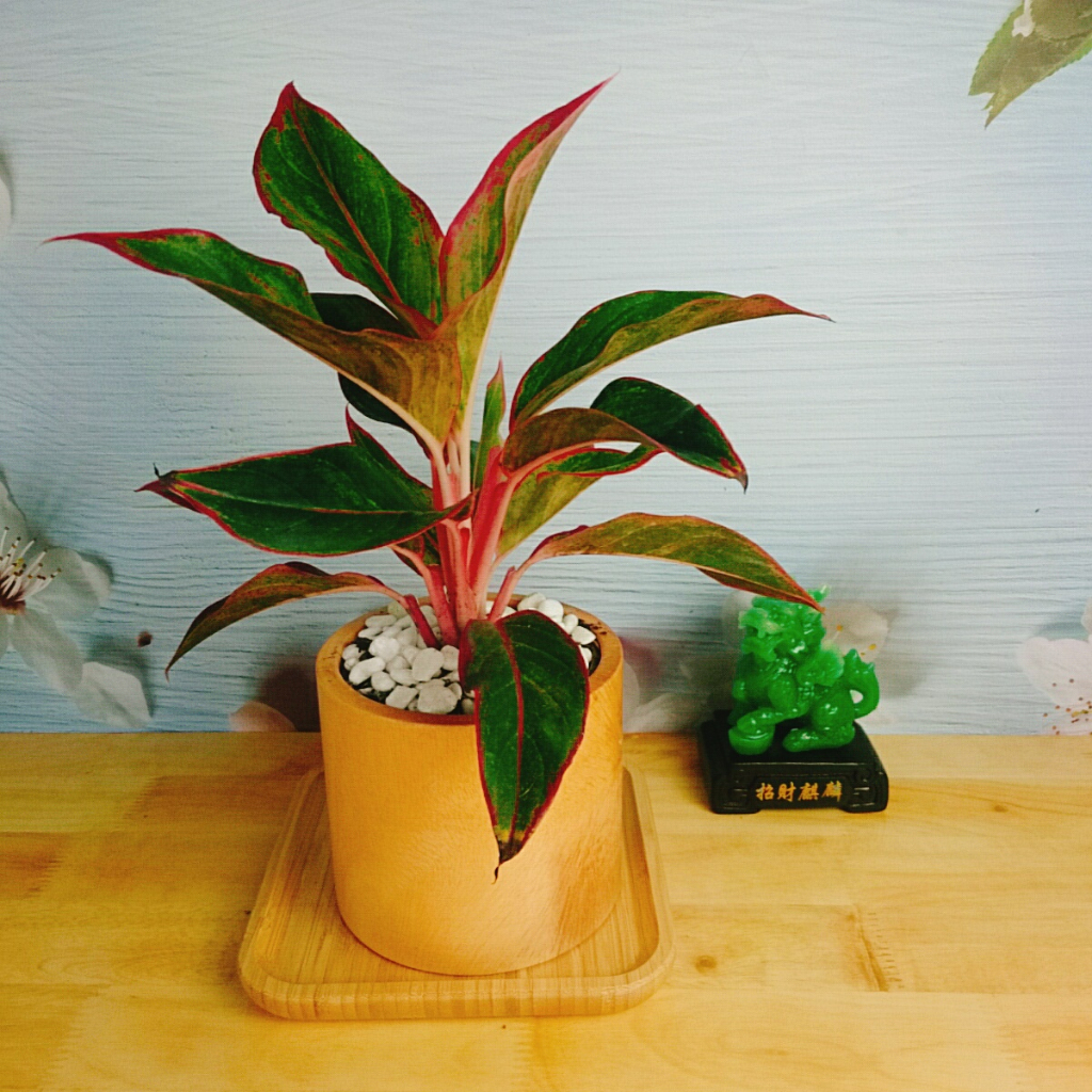 CÂY PHÚ QUÝ Cây phong thủy Cây lọc không khí Cây trang trí nhà cửa văn phòng