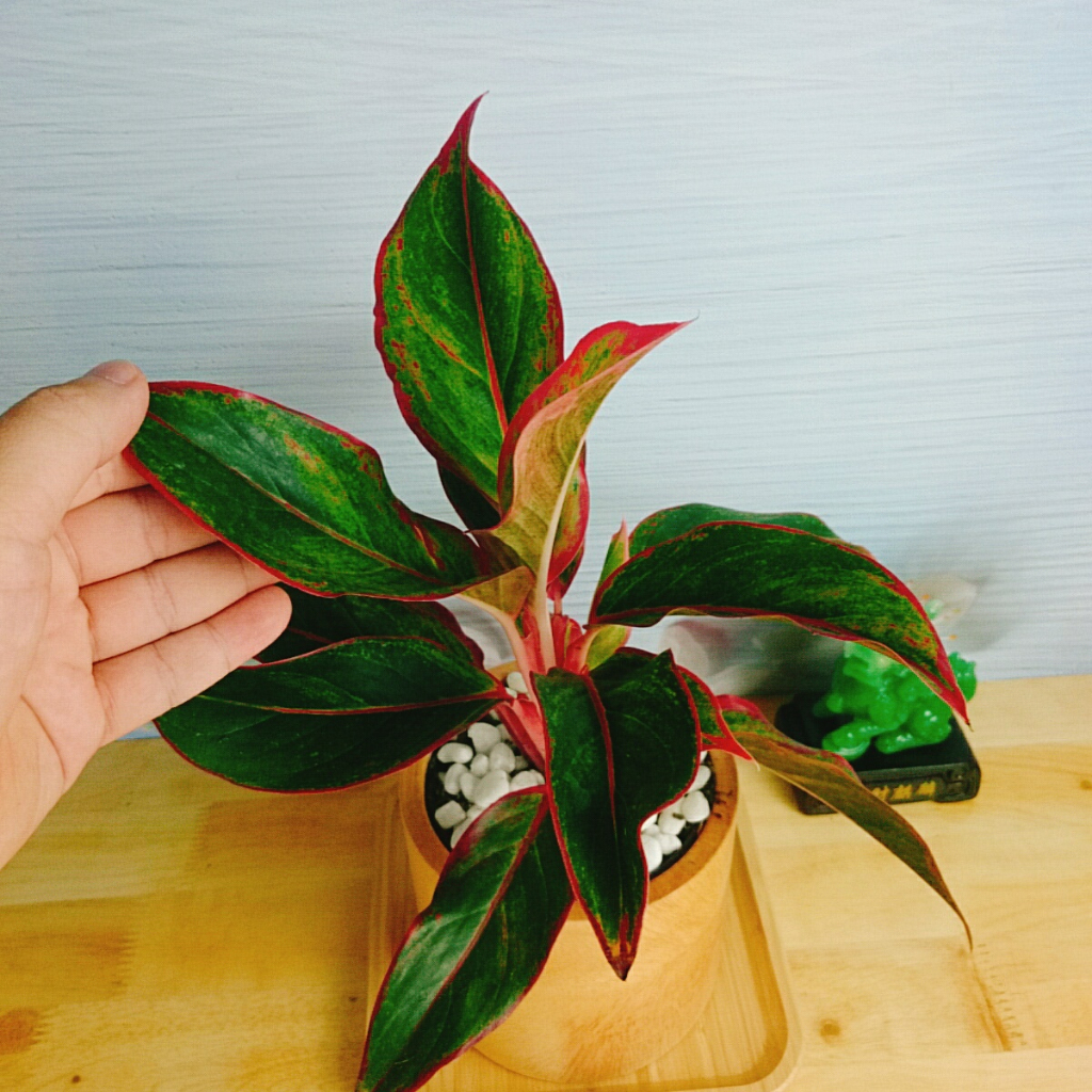 CÂY PHÚ QUÝ Cây phong thủy Cây lọc không khí Cây trang trí nhà cửa văn phòng